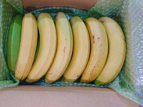 【農薬・化学肥料】幻の品種！グロスミシェル！国産バナナ 特選1.8kg【栽培期間中不使用】