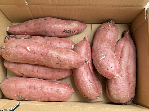 低温熟成保管‼茨城県産紅はるか2Lサイズ 5㎏ さつまいも サツマイモ