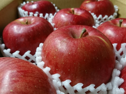 大臣賞ふじ　3キロ　12～9玉　秋田県からすぐに食べきりサイズを食卓へ