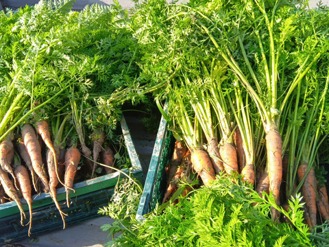 わしゃわしゃ葉付き　新黒田五寸にんじん　自然栽培　自家採種