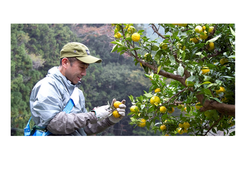 農薬・化学肥料不使用！香り高い徳島産・木頭柚子の果皮スライス（2㎜）たっぷり使える1kg真空パック [要冷凍]