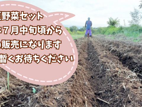 【自然栽培🍀固定種60サイズ】管理栄養士が育てる🧑‍⚕️朝採り新鮮！ミニ旬菜セット（少人数様向き）