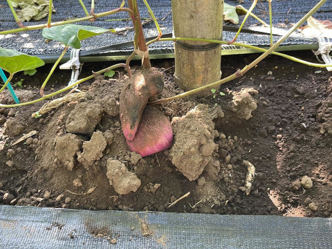 【紫つくね芋 2.5KG】希少品種です。紫色の果肉の為にパープルなとろろ汁が出来ます。