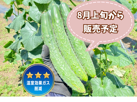 【自然栽培🍀在来種とげ太郎きゅうり３kg30本前後】毎年種取りしています・昔ながらのきゅうりの味をお楽しみください