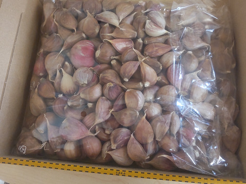 にんにく糀づくりに】自然栽培ニンニク500g【農薬不使用】：愛知県産の