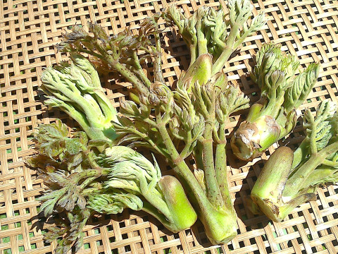 デトックスの春！　飛騨の旬♪　山菜セット！　贅沢なふき味噌も！　この時期だけの味をどうぞ！