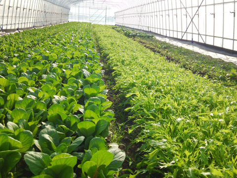 【アワード受賞福袋】旬野菜おまかせSセット(5品目) 期間限定！！