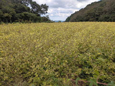 河野農園のオリーブオイルとえごま油の詰め合わせセット