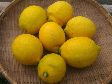 【季節限定】皮ごと安心！レモンと伊予柑の詰合せ(1kgずつ)