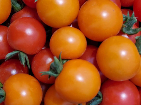 【有機JAS認証】香川産有機ミニトマト　何が届くかはお楽しみ！　1kg
「千果」「オレンジ千果」「アイコ」イエローアイコ」