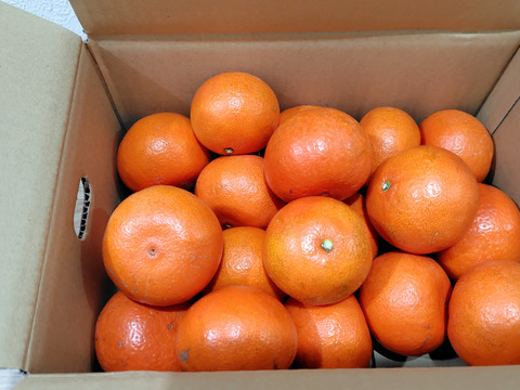 【貴重な柑橘】食後のデザートにおすすめ！みはや　約3㎏