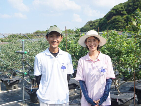 2024年産 青果【博多湾の離島で育っています♪】採れたてブルーベリー　4kg