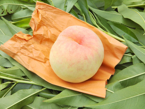 樹上完熟でお届け！岡山白桃【朝どれ】【白鳳・清水白桃