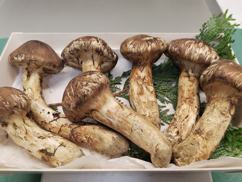 【秋の味覚の王様】松茸/マツタケ/まつたけ/純国産/216g【特上】【最短当日発送】