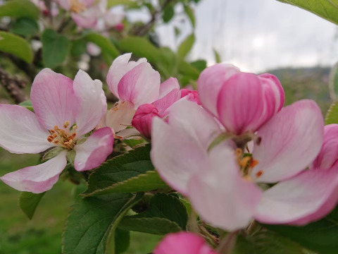 まるせい果樹園のシナノスイート　自家用　贈答用　(6～15玉入り)　玉数指定不可 rs1