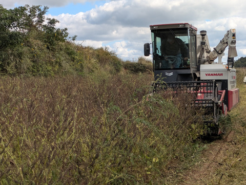 純正　焙煎えごま油（大分県国東市産）１０５ｇ×2本