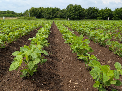 有機青大豆 大袖の舞 4kg  北海道十勝 “豆のまち”本別町 2025年産　オーガニック