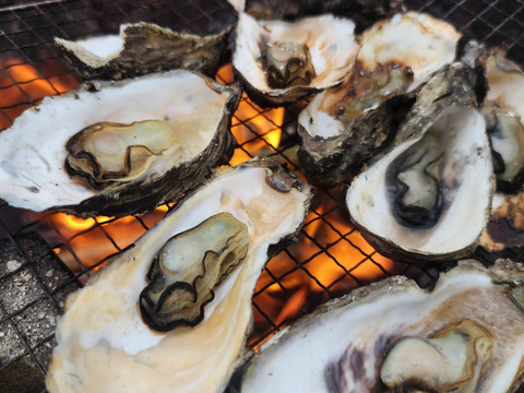 加熱用 殻付き牡蠣3kg 宮城県松島産  お歳暮 お中元 熨斗対応可 殻付き 無選別 牡蠣 カキ バーベキュー BBQ 海鮮物 漁師直送