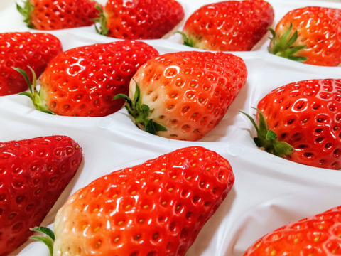 甘くてジューシー！いちご品種：❝あきひめ❞ 250ｇ以上ｘ2ｐ