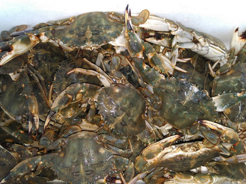 冷凍出荷！カニ汁用！石蟹小サイズ２kg イシガニ（ワタリガニ）味噌汁などに　約40杯くらいです。冷凍蟹 冷凍カニ 冷凍カニ 出汁 スープに