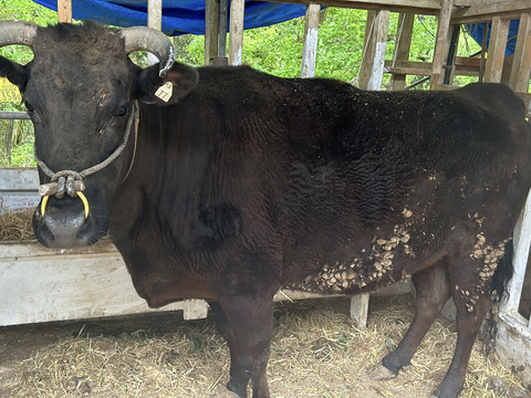 【１品限定】兵庫県産黒毛和牛（経産牛）「テール990g/真空パック」