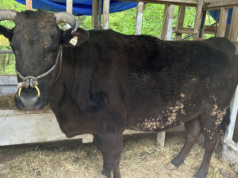 兵庫県産黒毛和牛（経産牛）「牛レバー（焼肉用）200g/パック」