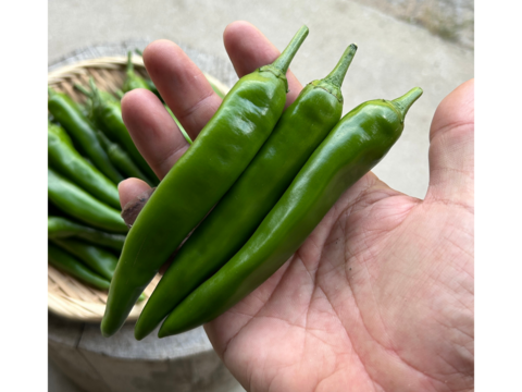 【採れたて発送】愛知県 豊田市旭産 韓国唐辛子（青） 500g