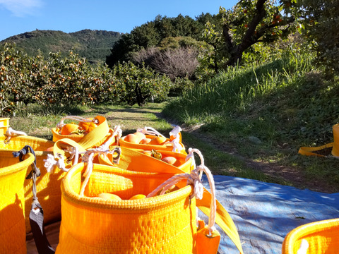 早生甘柿！早秋柿（秀品 ６.５kg）贈答用