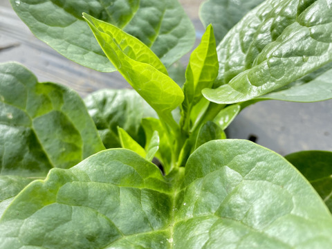 【自然栽培🍀夏の葉物2種・食べくらべセット】空芯菜500g・ツルムラサキ600g