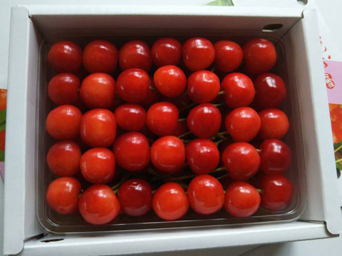 さくらんぼ　佐藤錦　贈答 500g