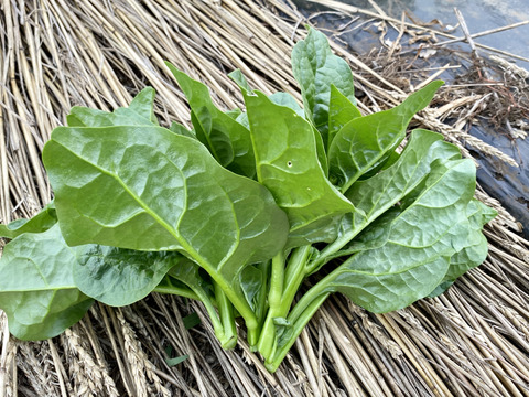 【自然栽培🍀夏の葉物2種・食べくらべセット】空芯菜500g・ツルムラサキ600g