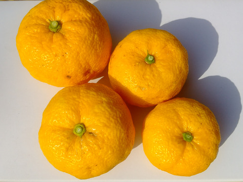 【栽培期間中農薬不使用】色々なサイズの柚子詰め合わせ【数量限定】