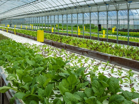 おかげ野菜 サラダセット 140g おうちでレストランのような「映える」サラダを！サラダ 生野菜 セット  水耕栽培 農家直送