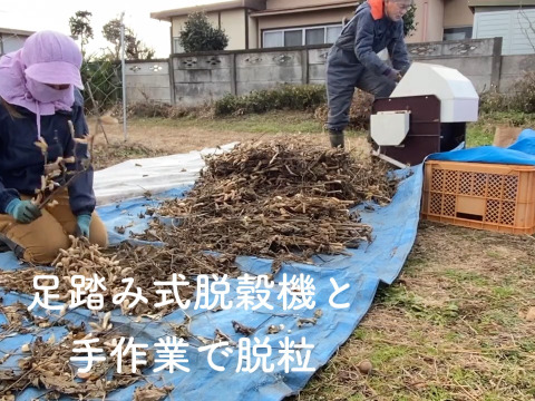 【自然栽培・自家採種】スイーツ🍰やお茶にも☕️大粒黒豆４７０g
