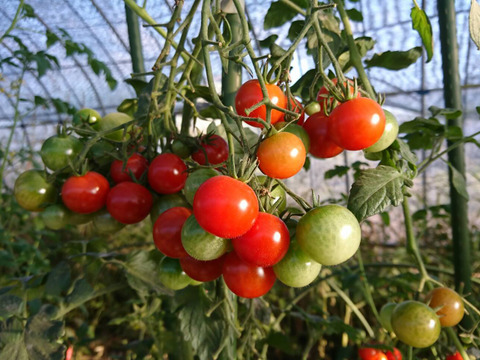 かねこ農園　有機ミニトマト2種セット（2ｋｇ）