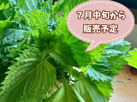 【自然栽培🍀ちりめん大葉/枝付き150g】初夏の香り🌿醤油漬け・大葉味噌など、ご飯のお供に！