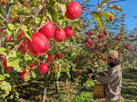 食べるシャンパン！『ピンクレディー®』4.5㎏　18～28玉サイズ
甘酸っぱく濃厚　全国流通量0.015％の希少種　長野県　標高600mの高原からお届け