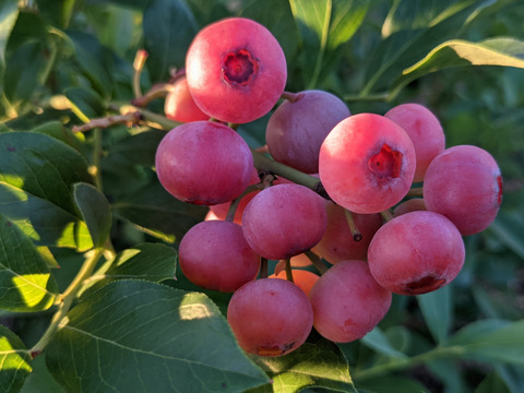 除草剤不使用、特別栽培認証の冷凍ブルーベリー（紫・小粒、ピンク・混在）２キロセット