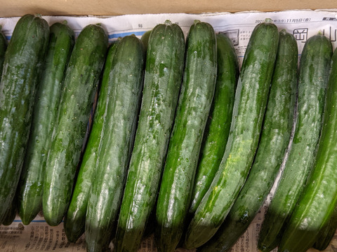 畑から直送→新鮮きゅうり2kg(15〜20本)