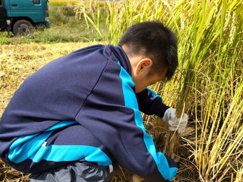 令和６年産　【白米】ツヤツヤもちもち  北海道ゆめぴりか　10kg（5kg×2）