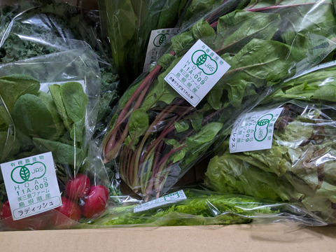 採れたて葉物野菜セット！サラダやスムージーに♪