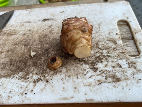 【赤菊芋1.5㎏】高圧洗浄済み・ストロン部のトリミング済み
低カロリーで、食べるインシュリンとも言われイヌリンが豊富です。