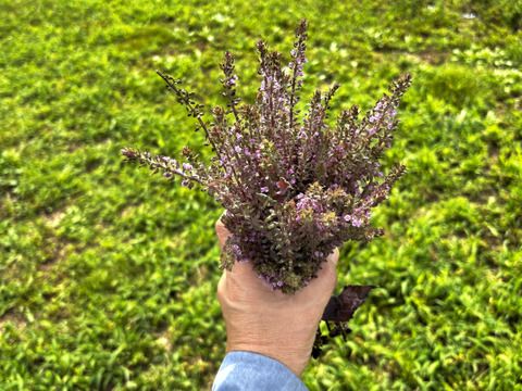 【自然栽培🍀自家採種 】赤しその実５０g・美味しい簡単レシピ付き