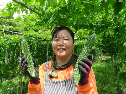栄養たっぷり！優ゴーヤ(えらぶ)７〜9本 2㎏