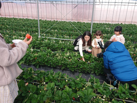 【完熟あまおう】冷凍イチゴ　500g×2パック