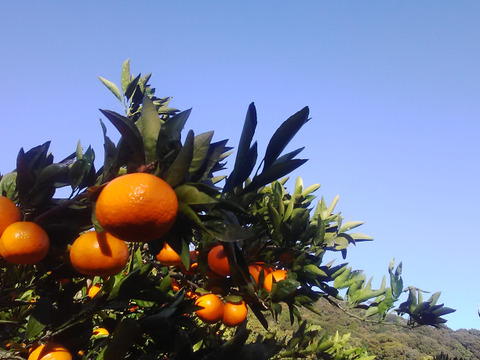 宮川早生みかん　　3ｋｇ