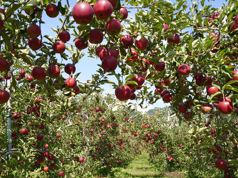 食べ切りサイズ！秋映（家庭用小玉）5ｋｇ