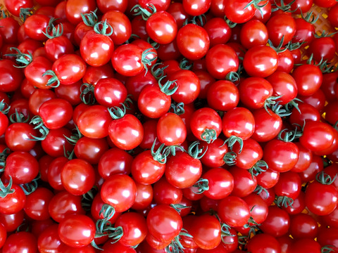 ★ミニトマト食べ比べ★化学農薬不使用ミニトマト、甘っこ1.5kg＋ロッソナポリタン1.5kg、合計3kg　北海道産