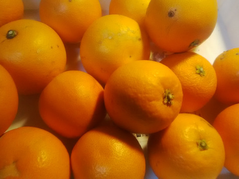 ２級品　ブラッドオレンジ　（タロッコ）１．８ｋｇ