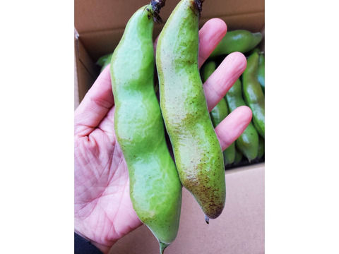 島育ちの元気なそら豆! さや付２kg